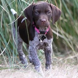 German Shorthaired Pointer Puppies from Michele Hierholzer