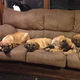 Great Dane Puppies from Honi Vale Great Danes