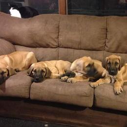 Great Dane Puppies from Honi Vale Great Danes