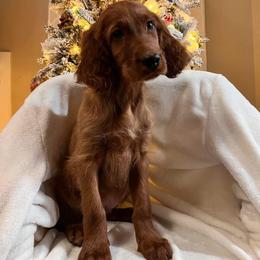 Irish Setter Puppies from Sunset Acres Setters