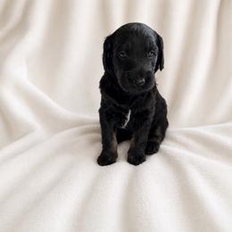 Phantom - Phantom male Goldendoodle puppy in Glendale, Arizona from CocoLove Doodles