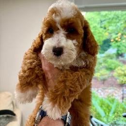 Patrick - Red  male Goldendoodle puppy in Calhoun, Georgia from Happy Top Doodles
