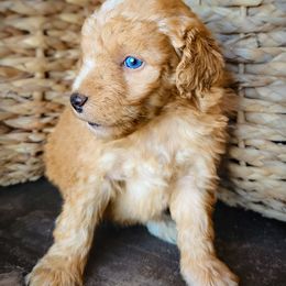 Sorrel - Red female Aussiedoodle puppy in Crete, Nebraska from Doodles & Co