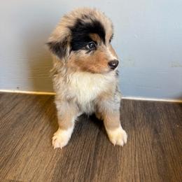 Blue boy - Blue merle male Australian Shepherd puppy in Wittmann, Arizona from Wranglin Farms