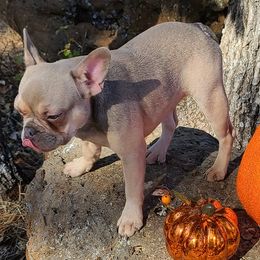 French Bulldogs from Fantastic French Bulldogs