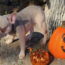 French Bulldogs from Fantastic French Bulldogs
