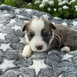 Pink Collar Girl Pearl - White and red female Pembroke Welsh Corgi puppy in Paris, Kentucky from Flat Run Corgis