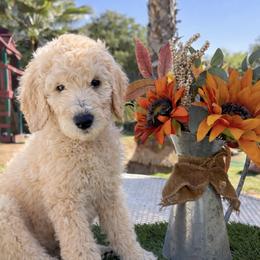 Sapphire - Golden female Double Doodle puppy in El Cajon, California from Calibear Doodles