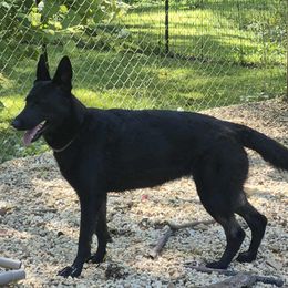 Sasha - German Shepherd