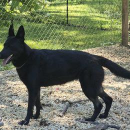 Sasha - German Shepherd