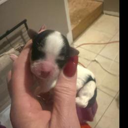 Olive - Piebald female Morkie puppy in Florence, Kentucky from 4paws4ever by Design