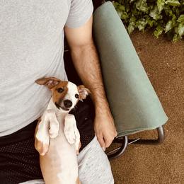 Green (Boy 2) - Red male Italian Greyhound puppy in Arkadelphia, Arkansas from Concordia