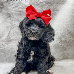 Rigatoni - Black female Goldendoodle puppy in Williamson, New York from Lakeside Doodles