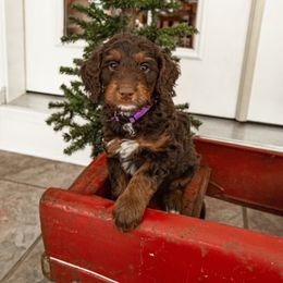 Australian Labradoodle Puppies from Providence Labradoodles