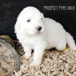 ASTRID - White female Great Pyrenees puppy in Trinidad, Colorado from Prospect Pyrenees
