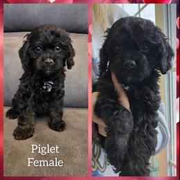 Piglet - Black and tan female Cockapoo puppy in Zanesville, Ohio from Oodles of Doodles & Poos