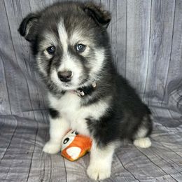 Ryka - Black and white female Alaskan Malamute puppy in Independence, Virginia from New River Valley Malamutes