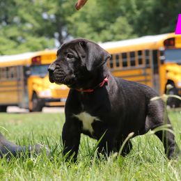 Pink Collar - Black female Perro de Presa Canario puppy in Pocahontas, Illinois from Cabeza Grande Kennel