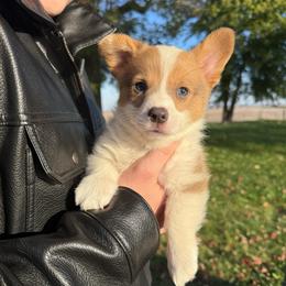 Maple - Blue female Pembroke Welsh Corgi puppy in Paxton, Illinois from McGovern Family Corgis
