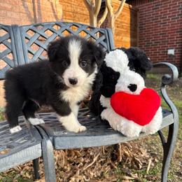 Han - Black and white male Border Collie puppy in Mckinney, Texas from Border Collies of Ruidoso