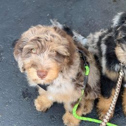 Aussiedoodle and Bernedoodle Puppies from Rowe Farms Aussiedoodles