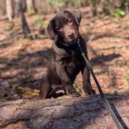 Labrador Retriever Puppies from Puzzles Labradors