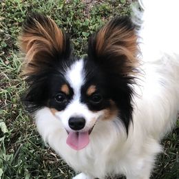 Daisy - Papillon