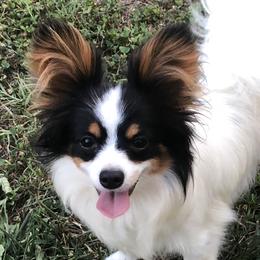Daisy - Papillon