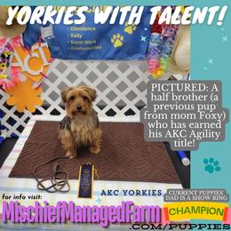 Yorkshire Terrier All Grown Up from Mischief Managed Farm