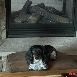 Carma - Dachshund