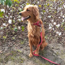 Wendy - Goldendoodle