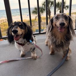 Dachshunds from Under the Stars Minis