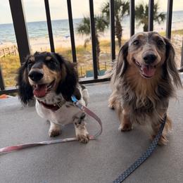 Dachshunds from Under the Stars Minis