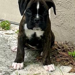 Remi - Brindle female Boxer puppy in New Smyrna Beach, Florida from Beachside Boxers and Frenchies