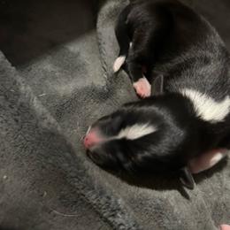 Sarah - Black and white female Border Collie puppy in Franklin, Maine from Broad Meadow Borders