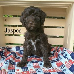 Labradoodle Ranch breeder of Labradoodle