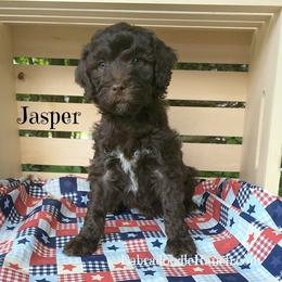 Labradoodle Ranch breeder of Labradoodle