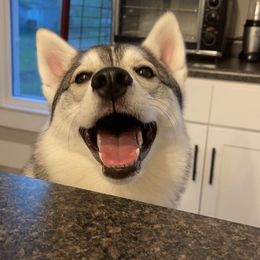 Siberian Huskies from Fewell Huskies