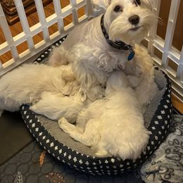 Miniature Schnauzer Puppies from Smilee Schnauzers