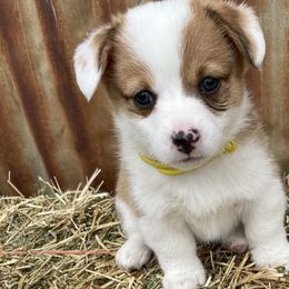 Girl 4 - Pembroke Welsh Corgi puppy in Payson, Utah from The Hoppers Back 40