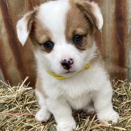 Girl 4 - Pembroke Welsh Corgi puppy in Payson, Utah from The Hoppers Back 40