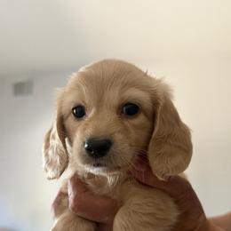 Ionova - Cream female Dachshund puppy in Fairfield, California from Dawson Creek Doxies
