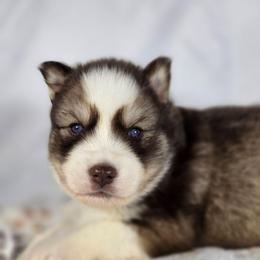 Apollo - Red and white male Siberian Husky puppy in Buckeye, Arizona from Anime Huskies