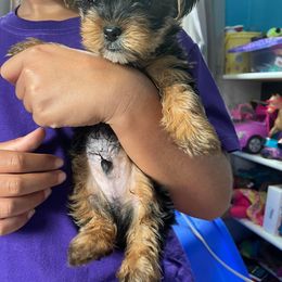 Rottweiler and Yorkshire Terrier Puppies from Superior Family Kennels