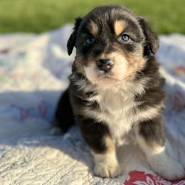 Australian Shepherd Puppies from White Silo Aussies