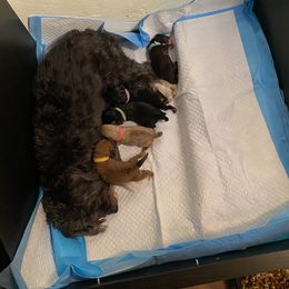 Schnoodle Puppies from Noodle Tings Puppies