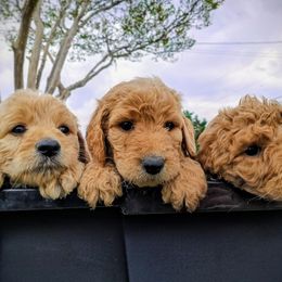 Goldendoodle Puppies from Alicia Re