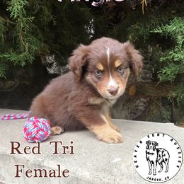 Angie - Red tri female Miniature Australian Shepherd puppy in Jaroso, Colorado from Heaven Sent Aussies