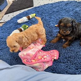 Cavapoo Puppies from Hales Wagging Tails