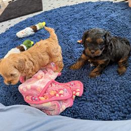 Cavapoo Puppies from Hales Wagging Tails